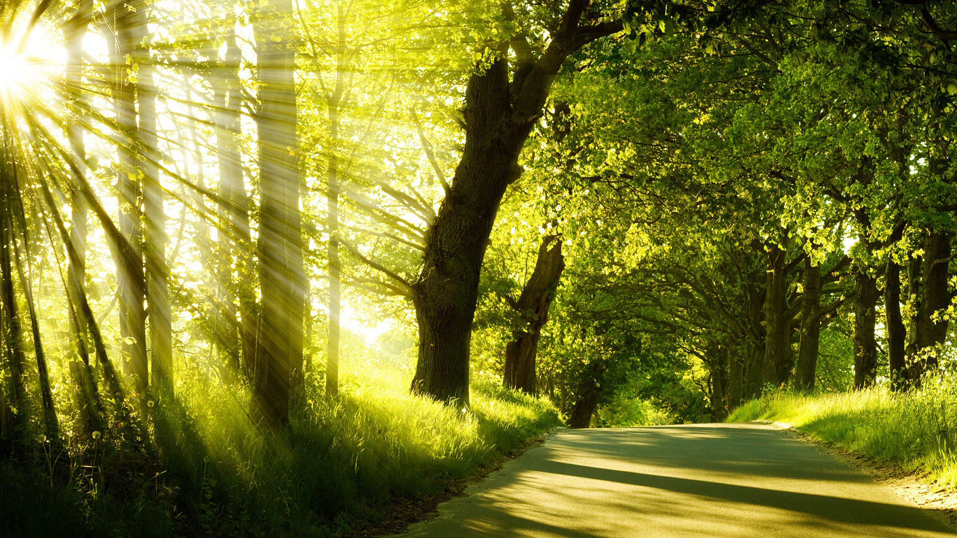 Green Nature Sunlight Back To Wallpaper Home