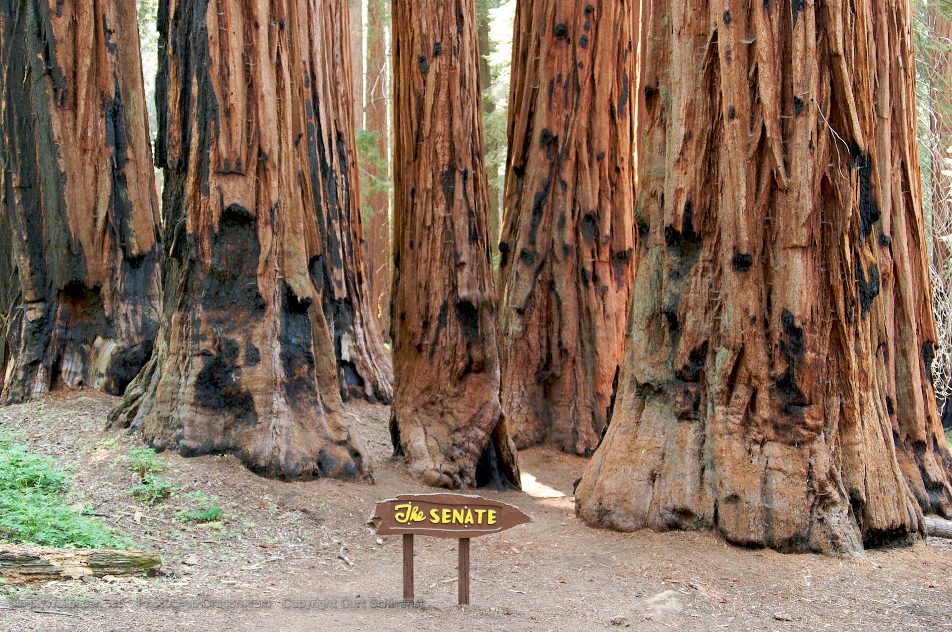 Grove Of Giant Sequoia Trees Desktop Wallpaper