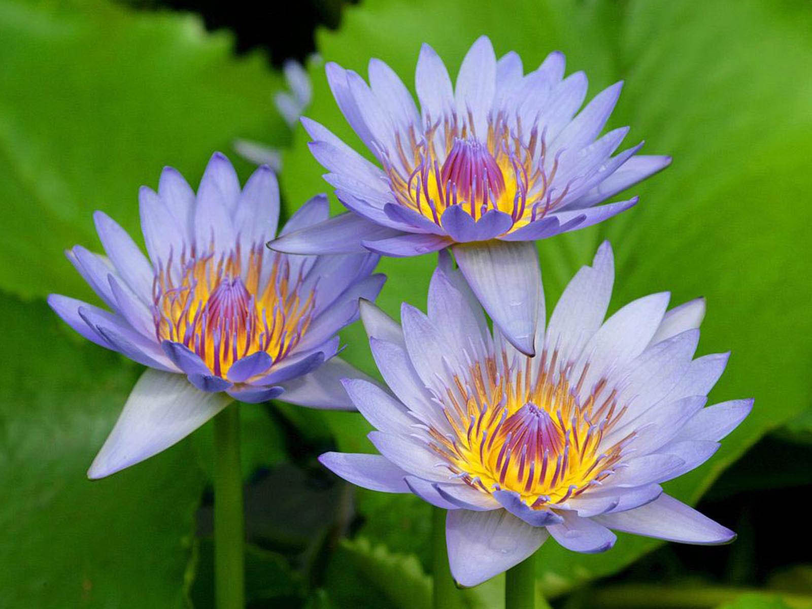 Background Water Lily Flowers Wallpaper Flower Gallery