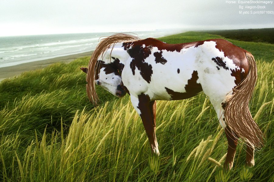 Paint Horse Wallpaper Animalgals