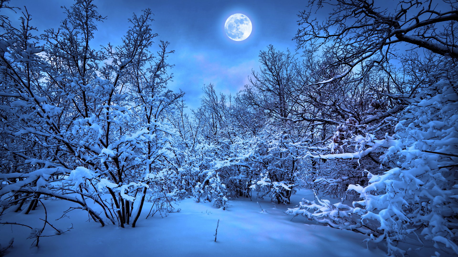 Forest Moon Night Snow Winter F Wallpaper