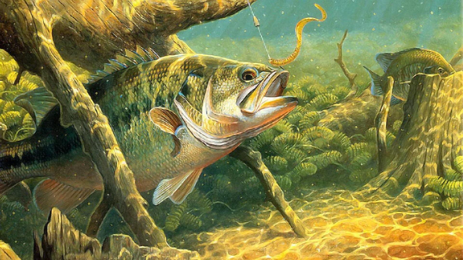 Bass Fishing Pictures Wallpaper Image