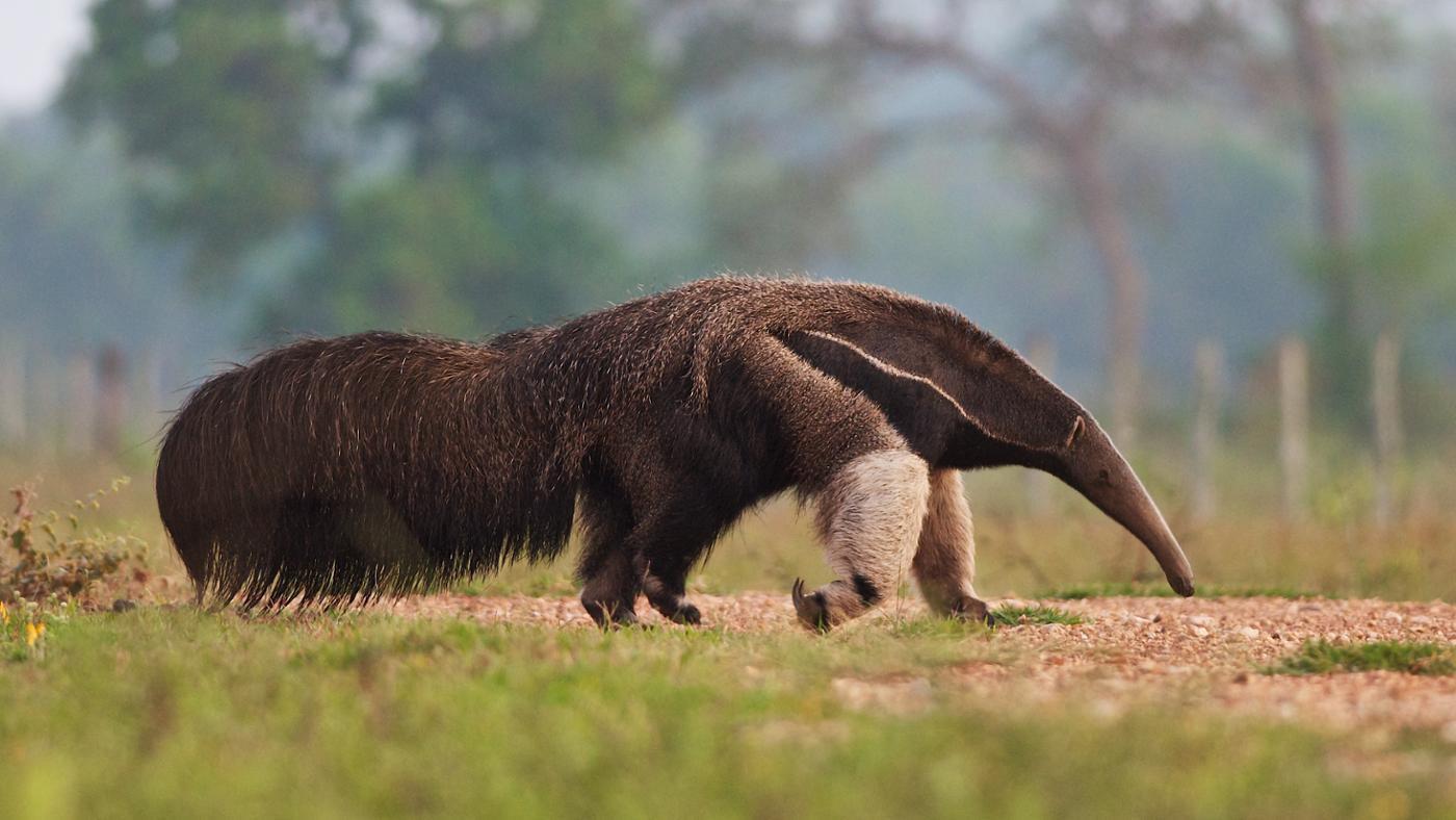 Anteater Wallpaper High Quality