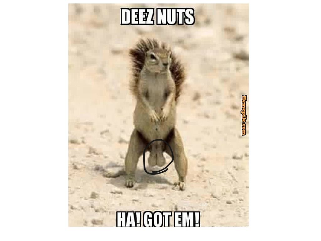 Deez Nuts Wallpaper Top Pics
