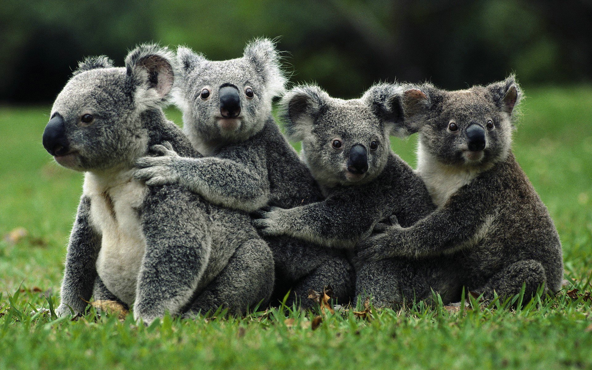 Koalas Vs Pandas Ign Boards