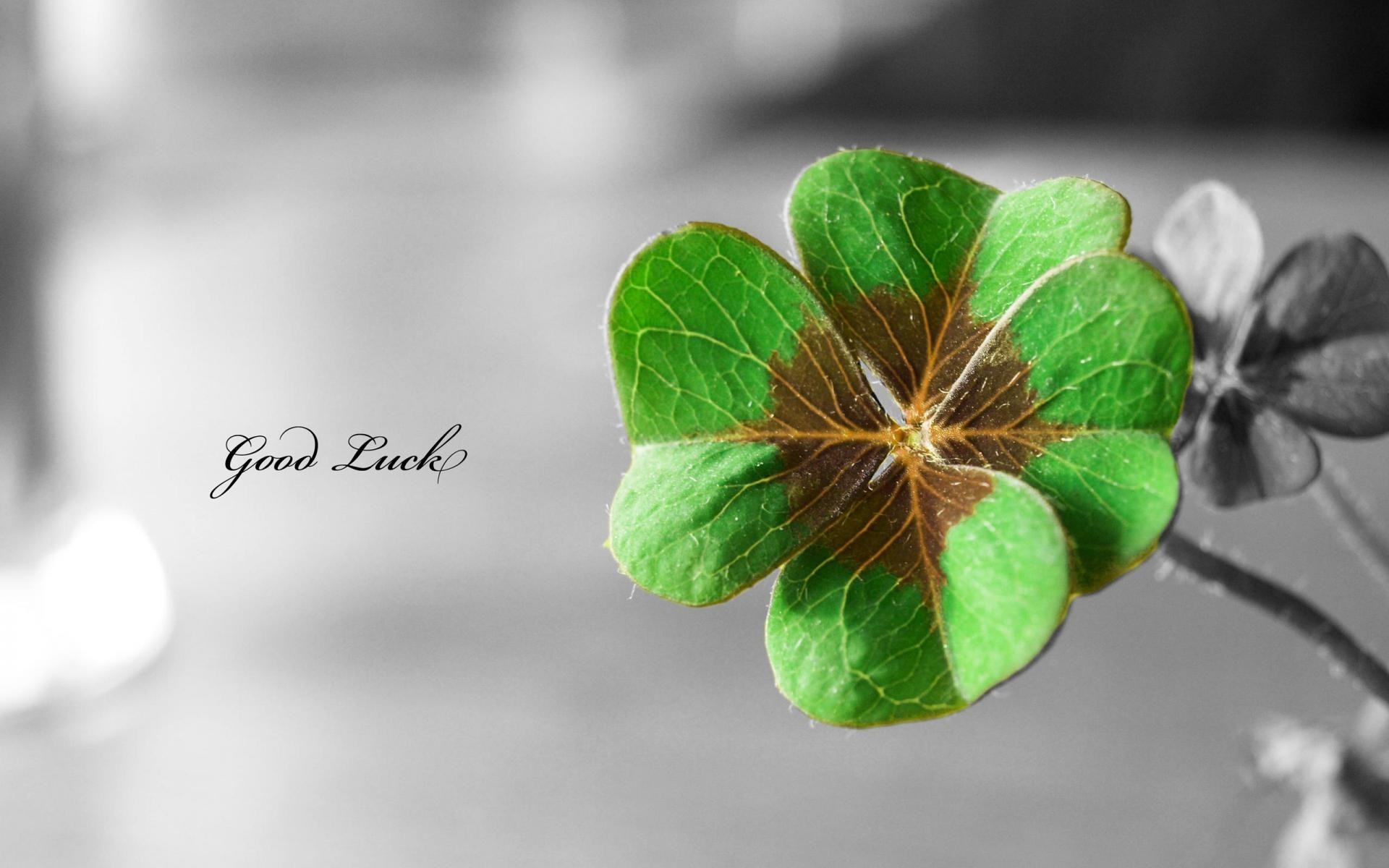 Shamrock Wallpaper Desktop