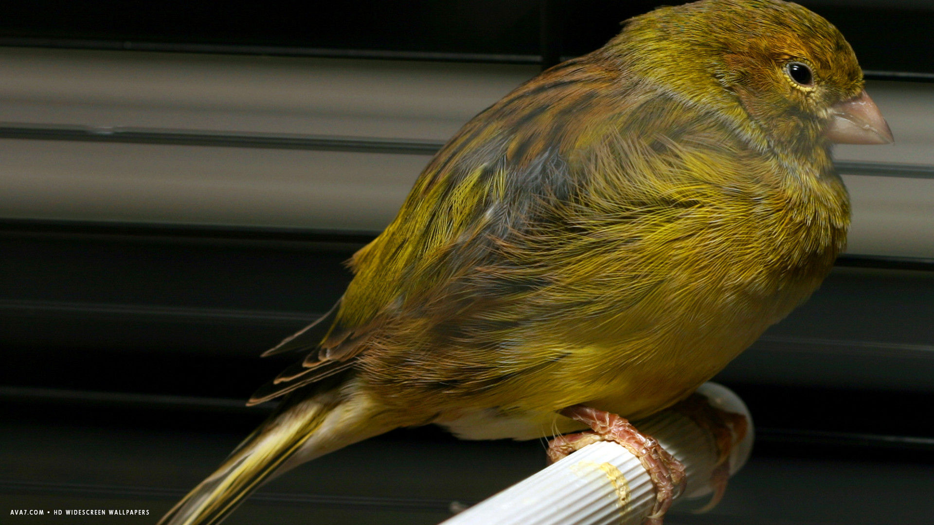 Canary Domestic Bird Serinus Canaria Yellow Black HD Widescreen