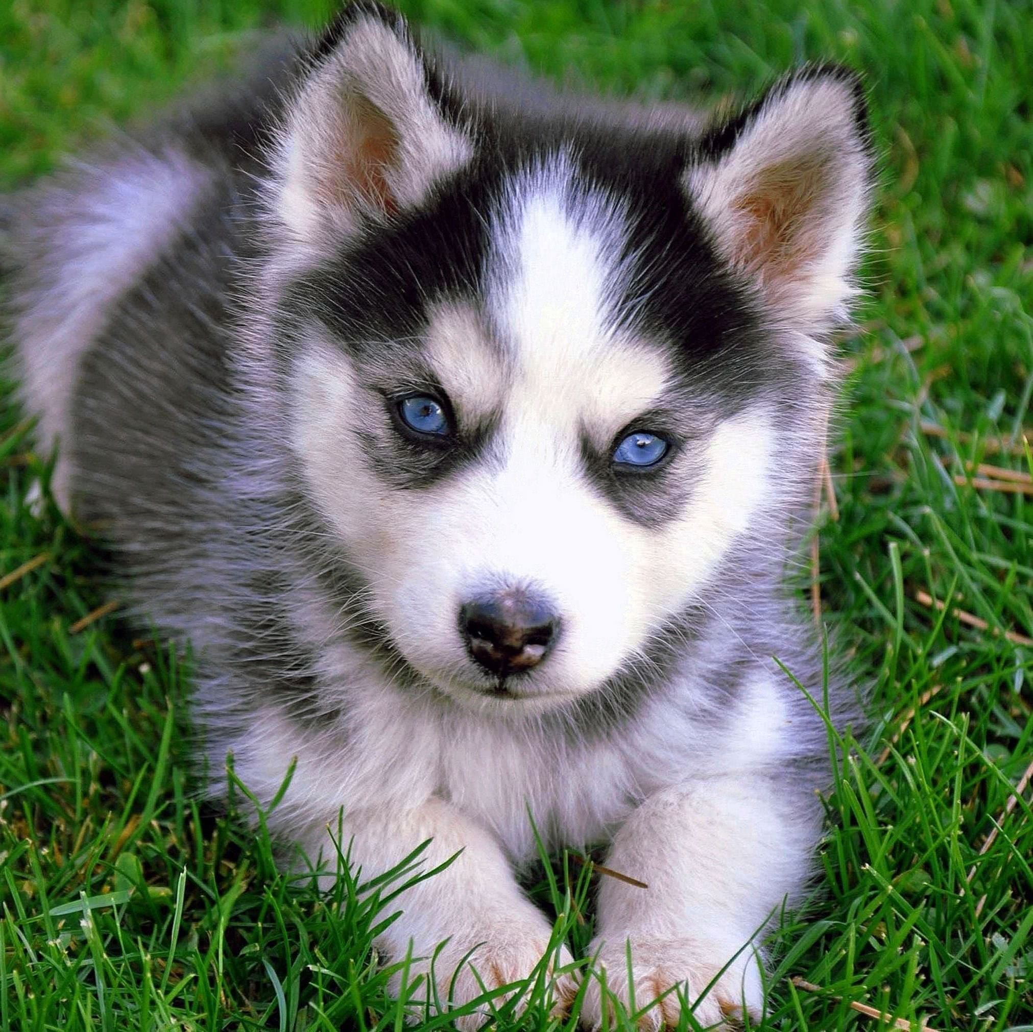 Baby Wolf Puppy Wallpaper Background Image