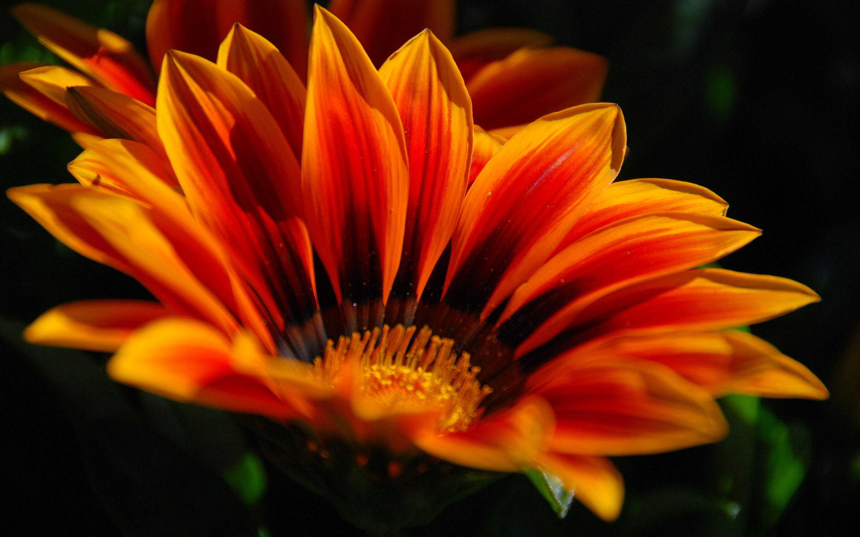 Orange Flowers Wallpaper