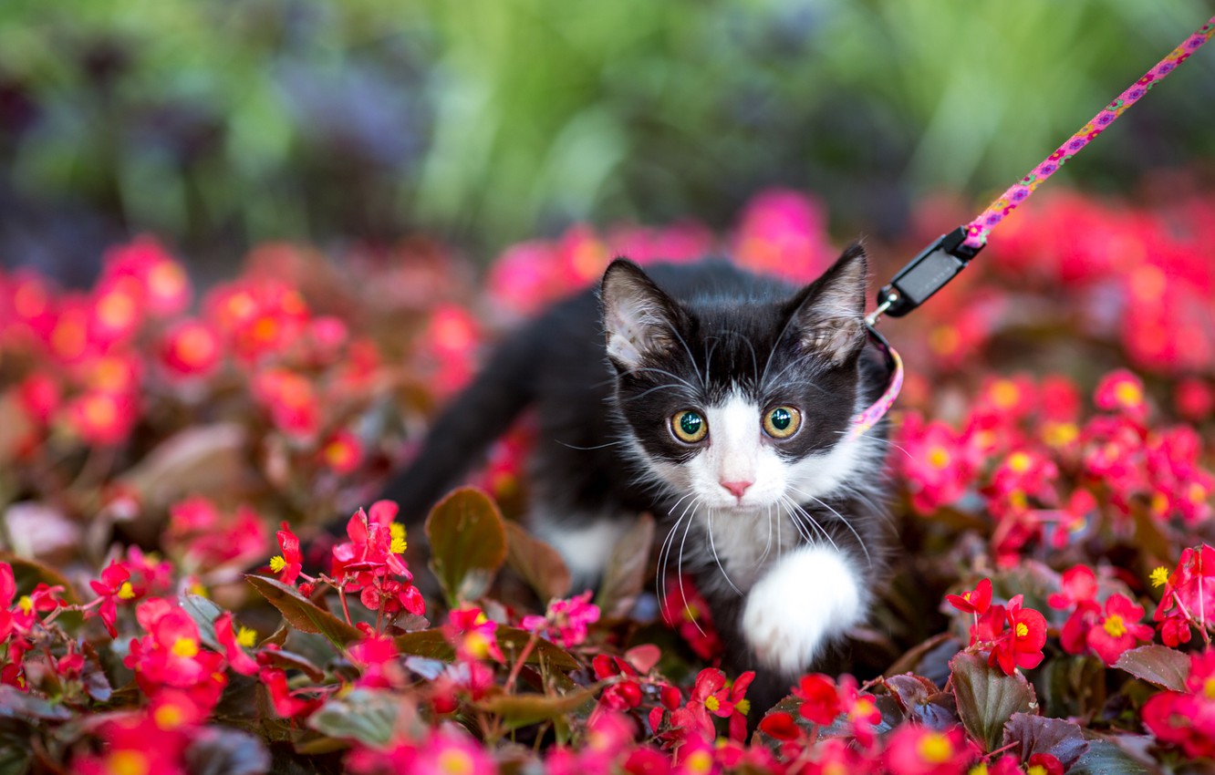 Wallpaper Cat Look Flowers Pose Kitty Black And White Garden