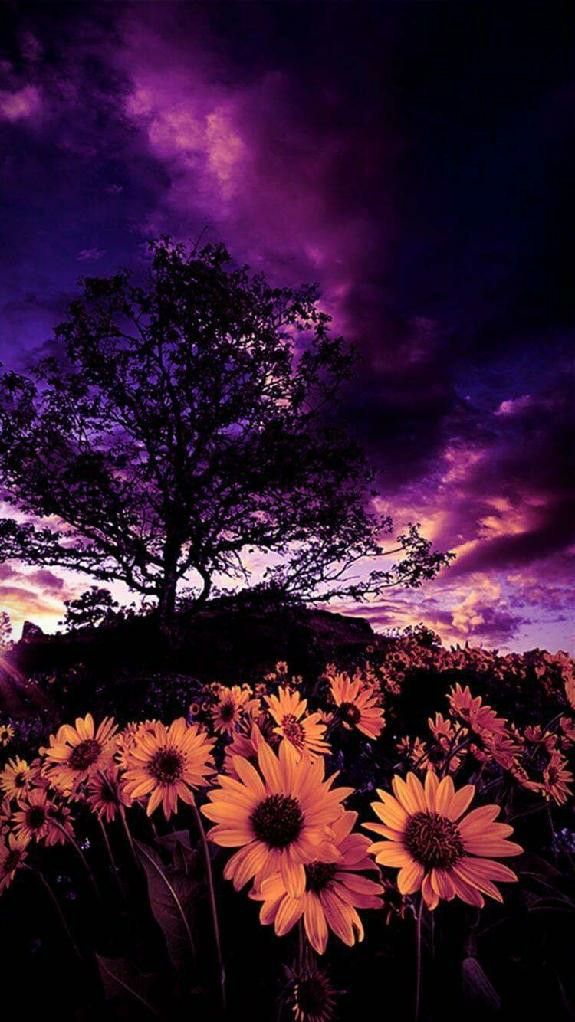 18+] Purple Sunflower Wallpapers - WallpaperSafari