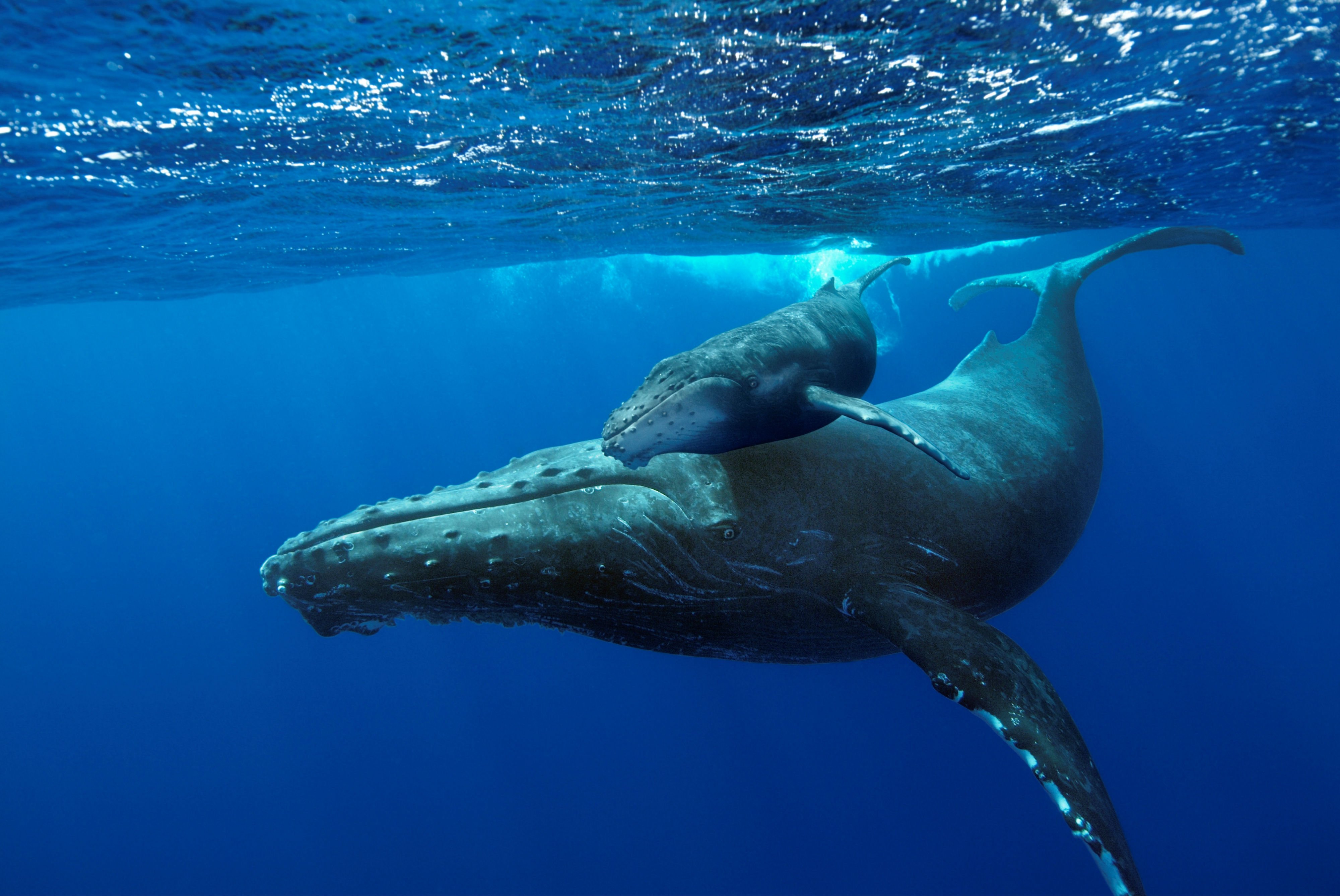 Whale Whales Fish Underwater Ocean Sea Sealife Wallpaper HD