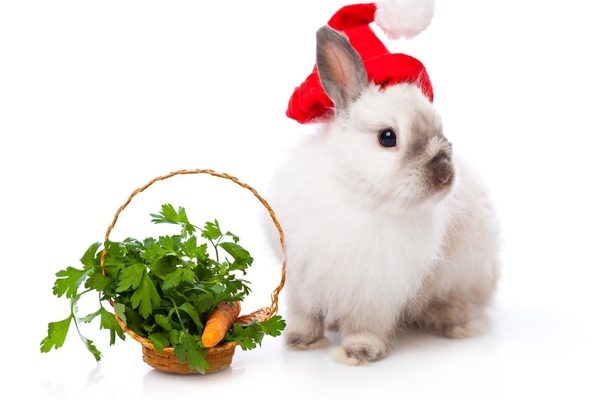 Wallpaper christmas new year rabbit hare carrot desktop wallpaper