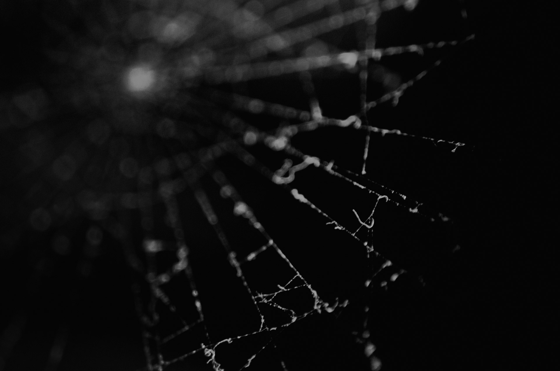 Spider Web Stock Photo HD Public Domain Pictures