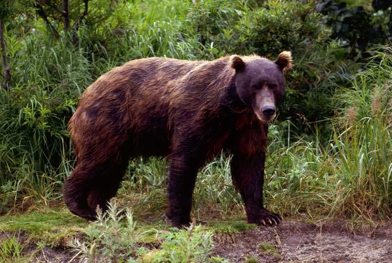 File Brown Bear In Spring Jpg Wikipedia The Encyclopedia