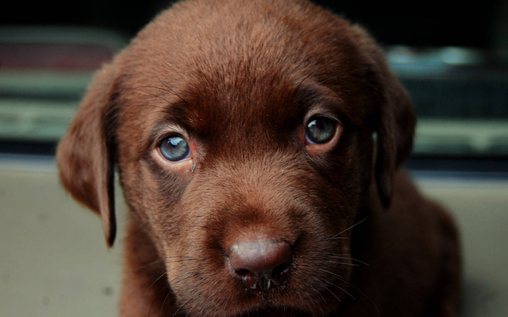 Cute Puppy Labrador Close Wallpaper