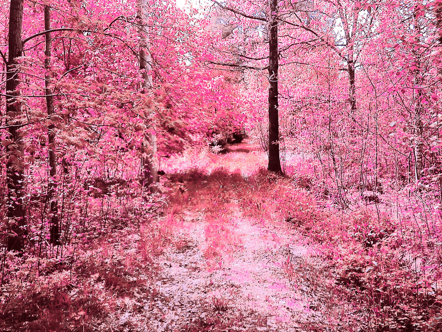 Pink Forest By Tecrom
