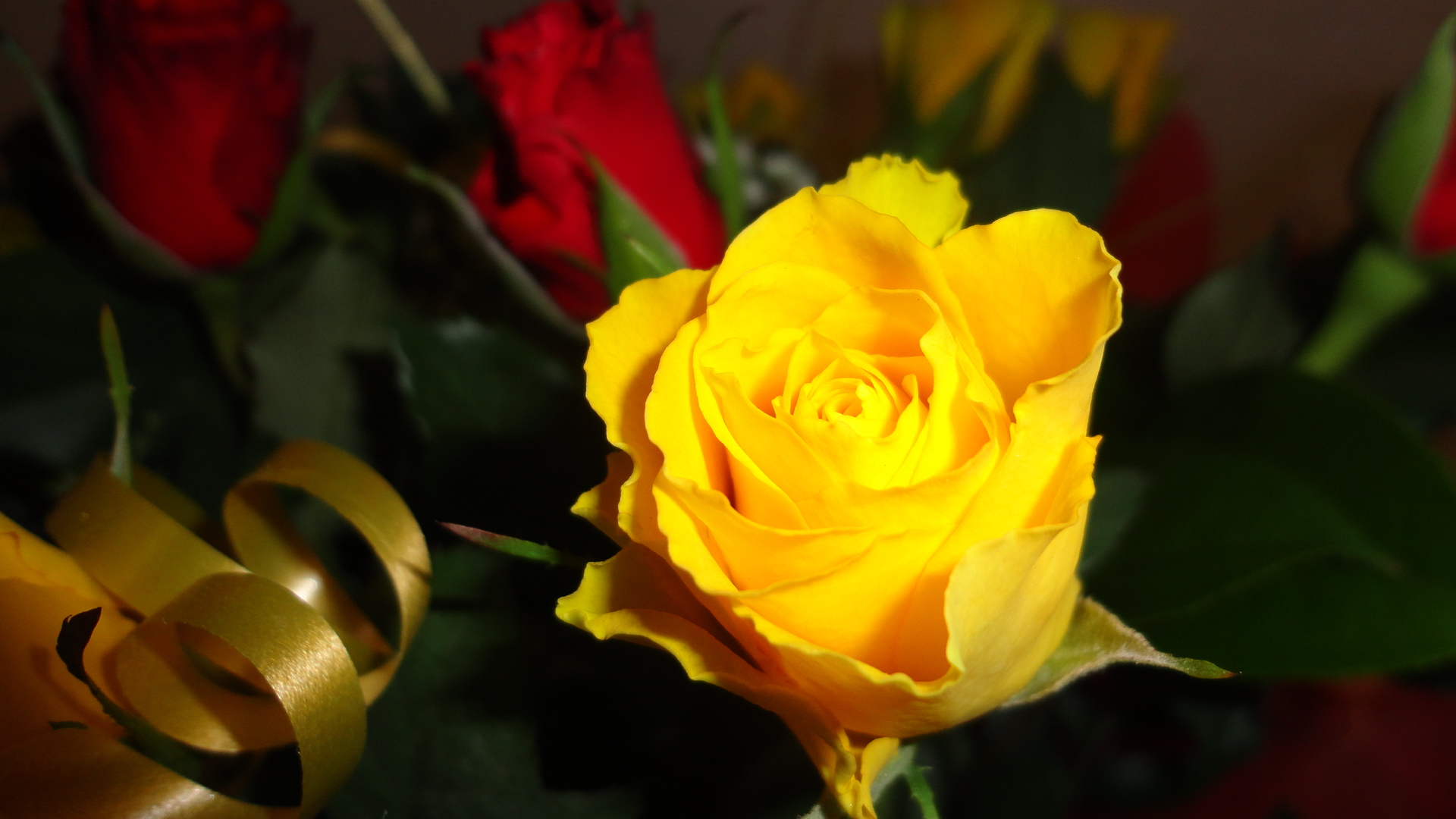 Beautiful Yellow Rose Flowers Wallpaper Roses