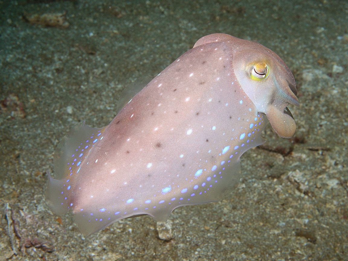 Cephalopod Octopus Squid Cuttlefish Wallpaper