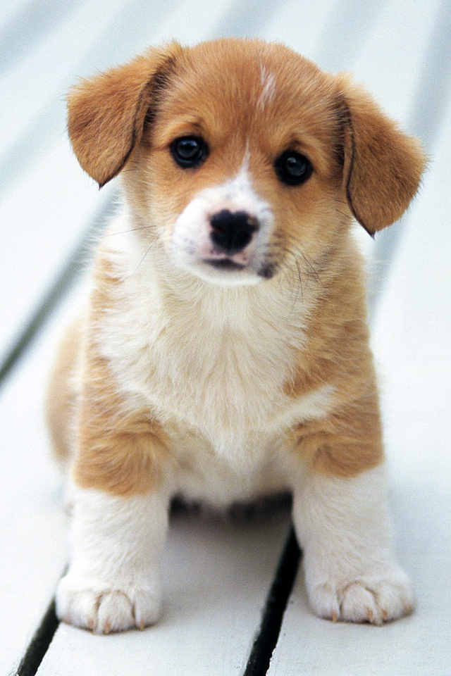Cute Dog Baby Wallpaper HD Freetopwallpapercom