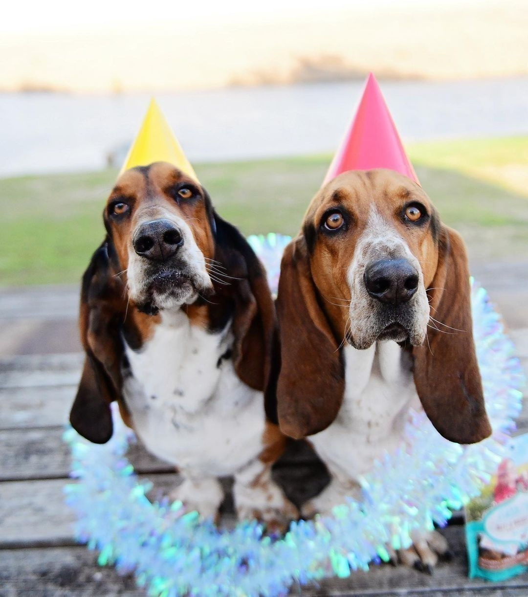 Funny BirtHDay Wishes For Dog Wallpaper