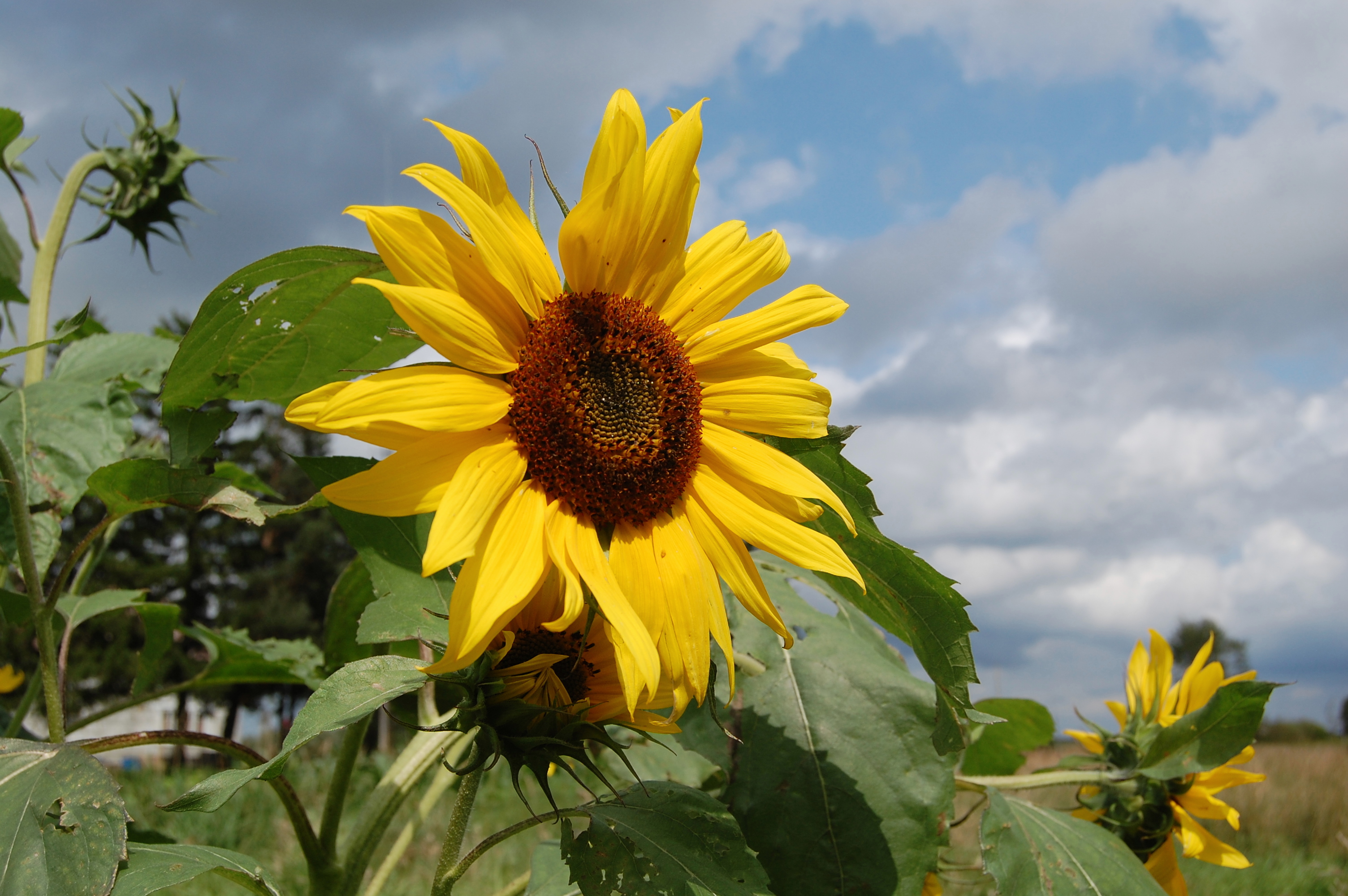 Sun Field Sunflower Farm Pretty Summer HD Wallpaper