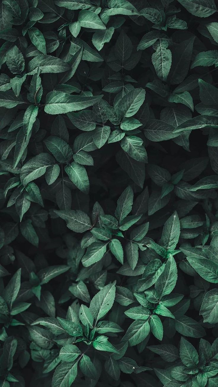 Green Aesthetic Leaves Nature Wallpaper