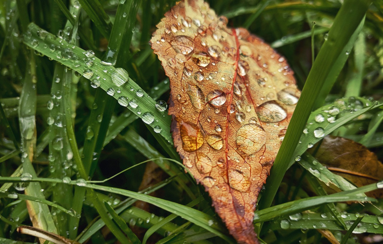 Wallpaper Autumn Grass Leaves Drops Macro Sheet Rain Mood