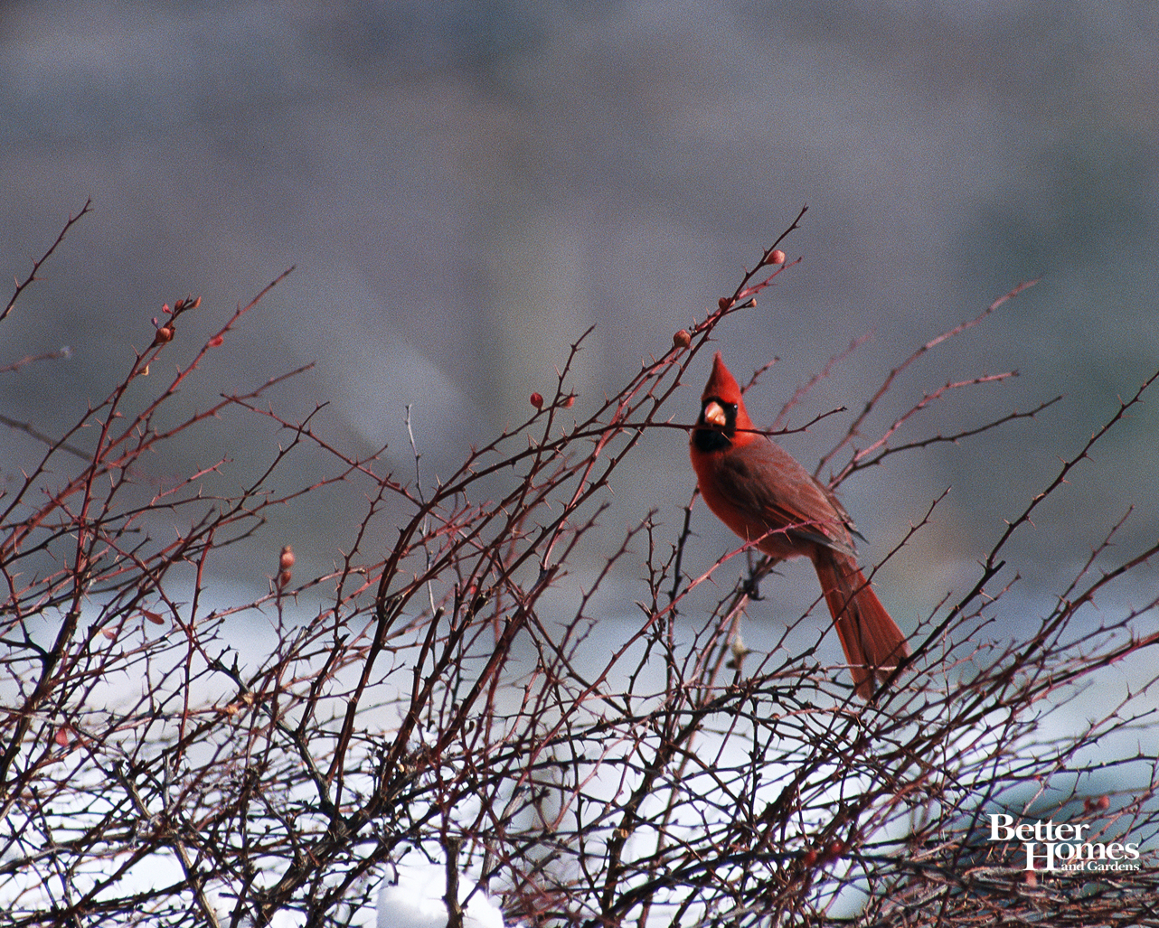 Cardinal In Winter Wallpaper Picture Perfect