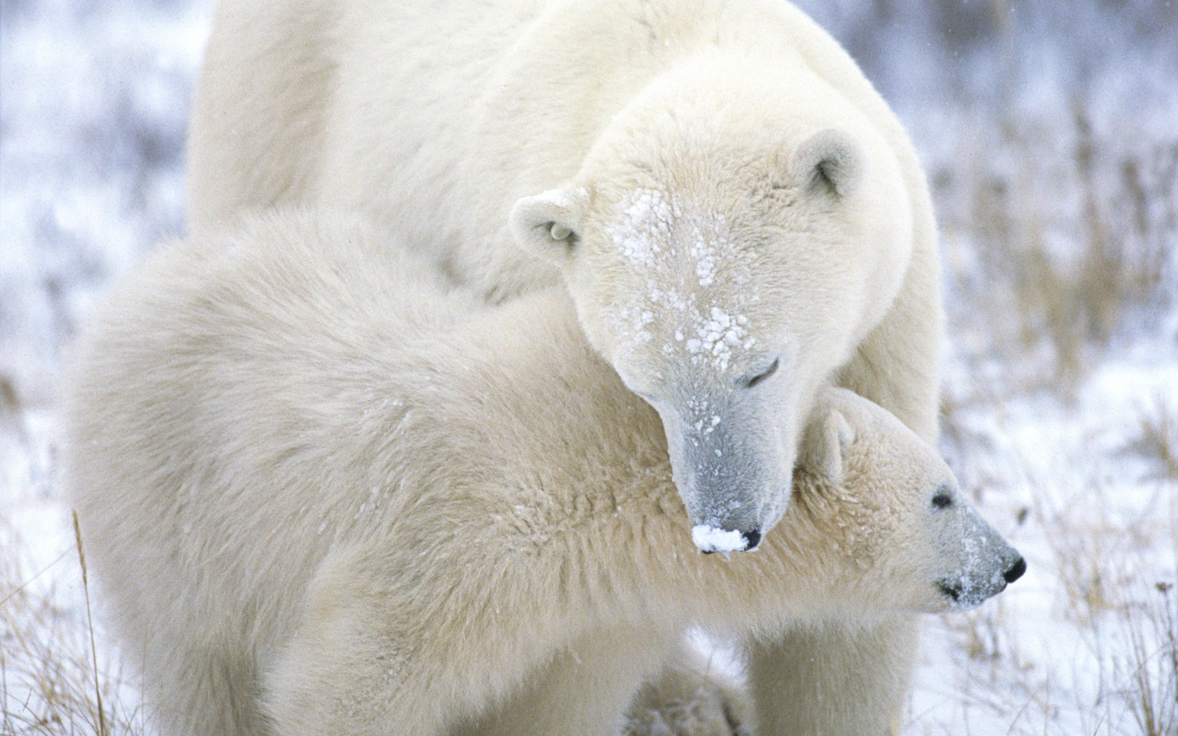 Wallpaper Polar Bear Cub Caring Snow Fur Ultra HD 4k