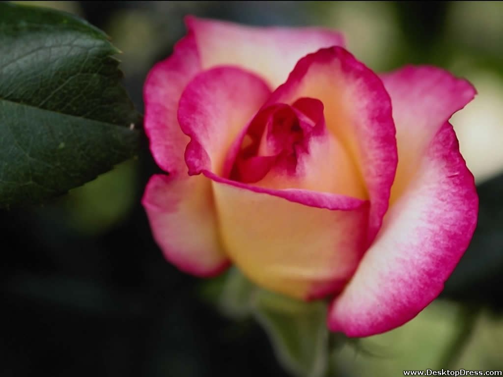 Wallpaper Flowers Gardens Background White Pink Rose