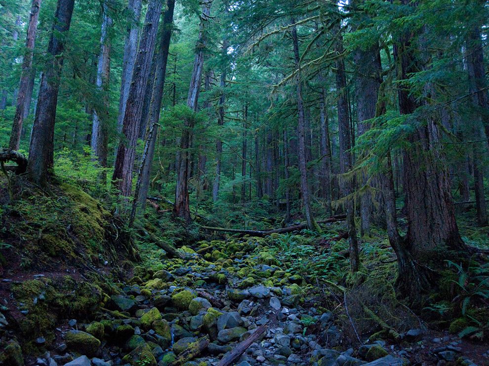 Hoh Rain Forest Picture Olympic National Park Wallpaper