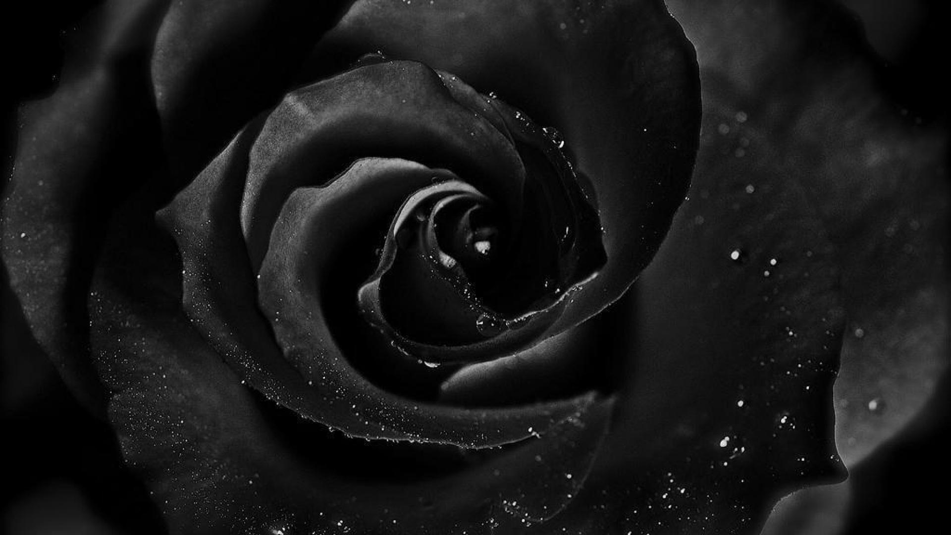Free download Black Rose Wallpaper HD Wallpapers Backgrounds Images Art Photos [1920x1080] for