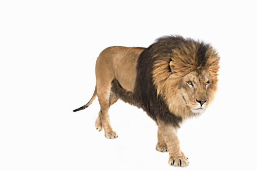 Lion Walking On A White Background In Studio Stock Photo Getty