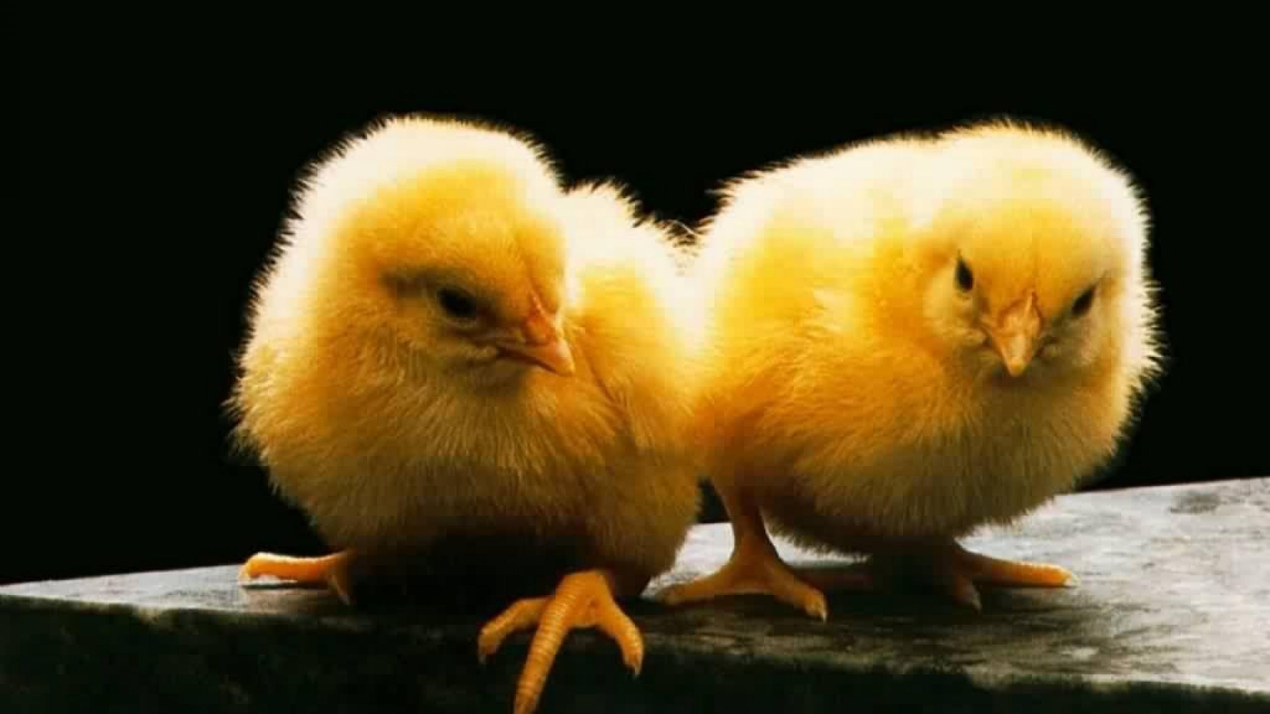 HD Chicken Background Wallpaper