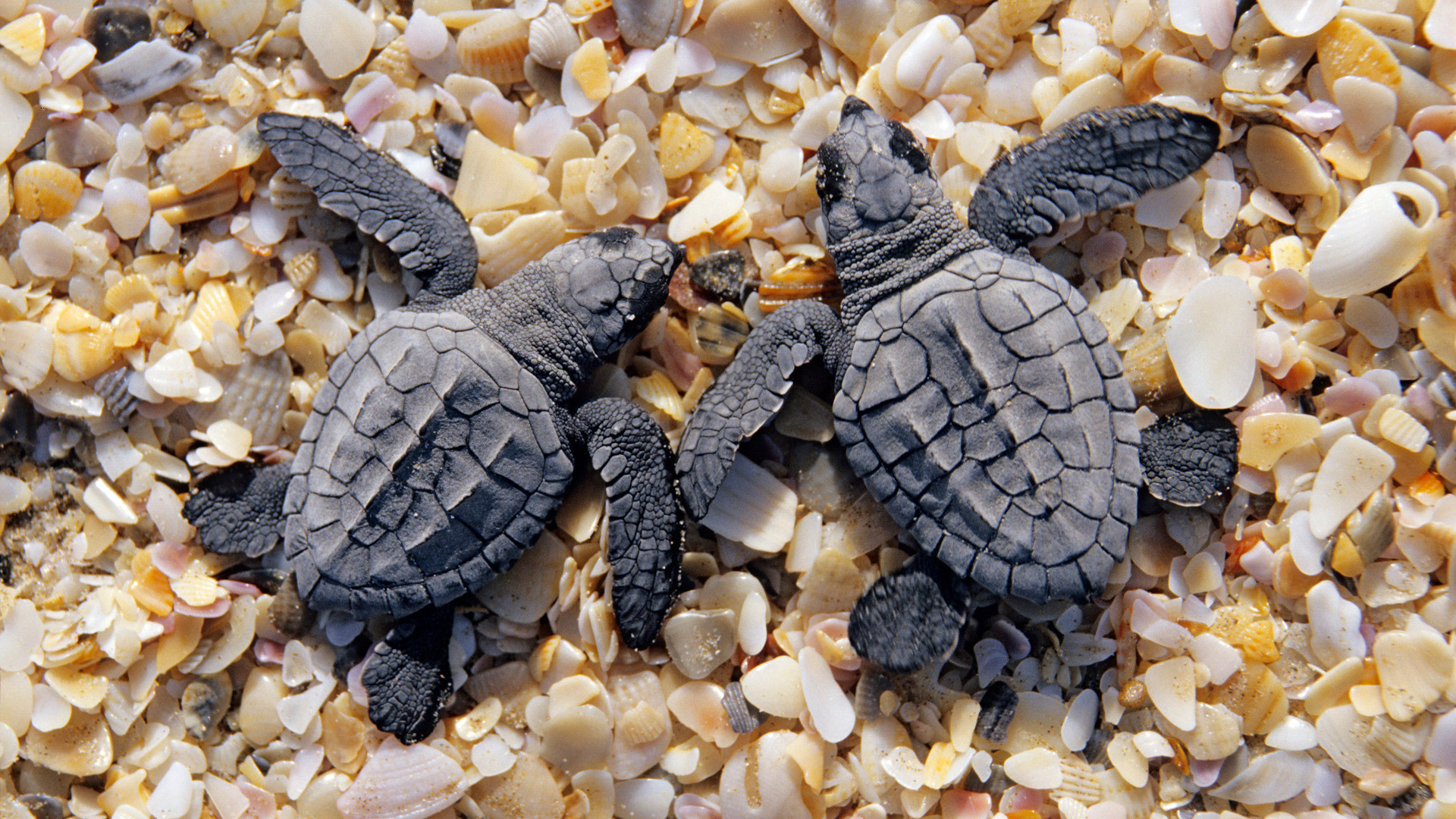 Baby Sea Turtle Wallpaper
