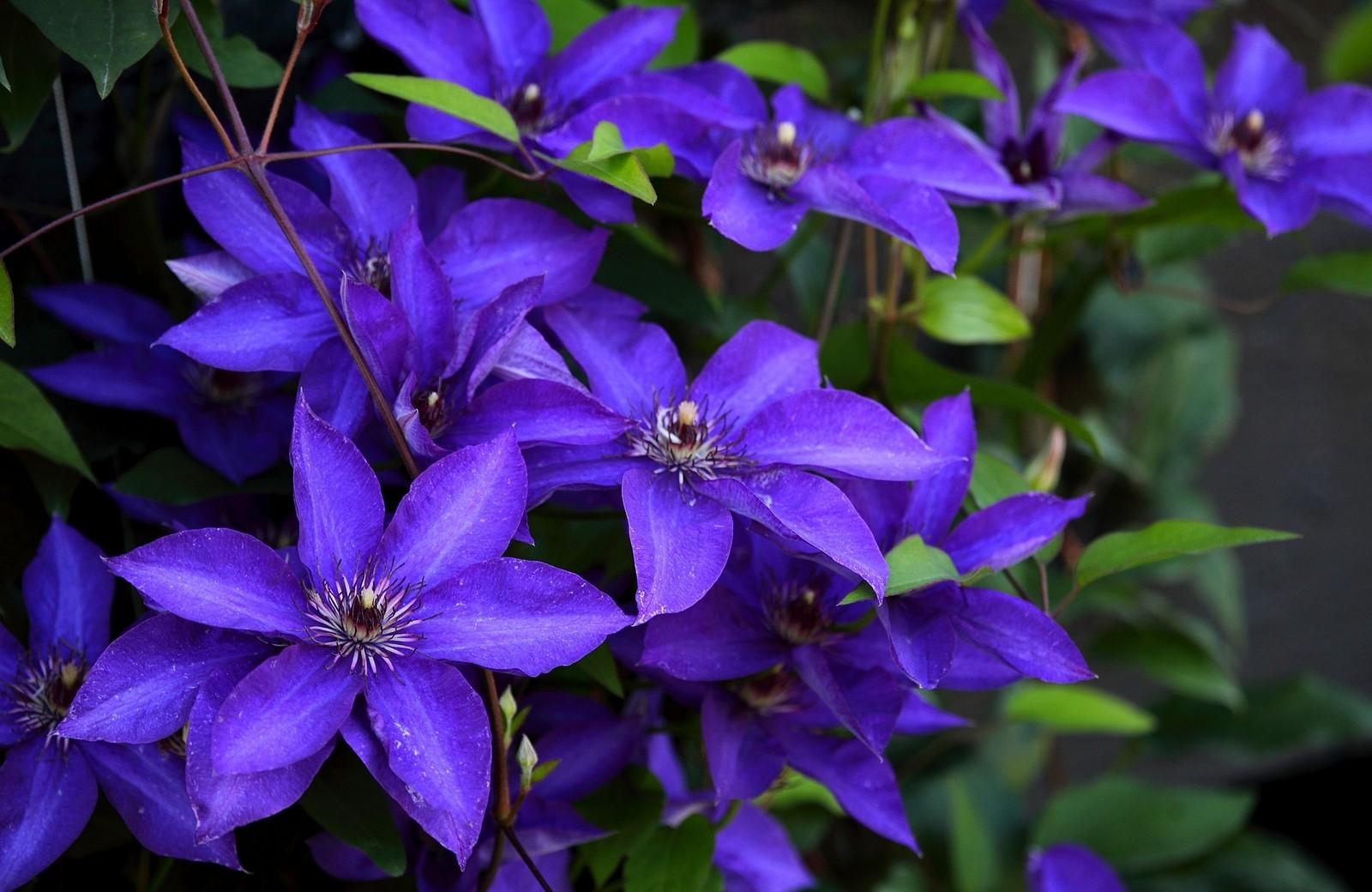 Clematis Flowering Purple Close Up Stock Photos Image HD