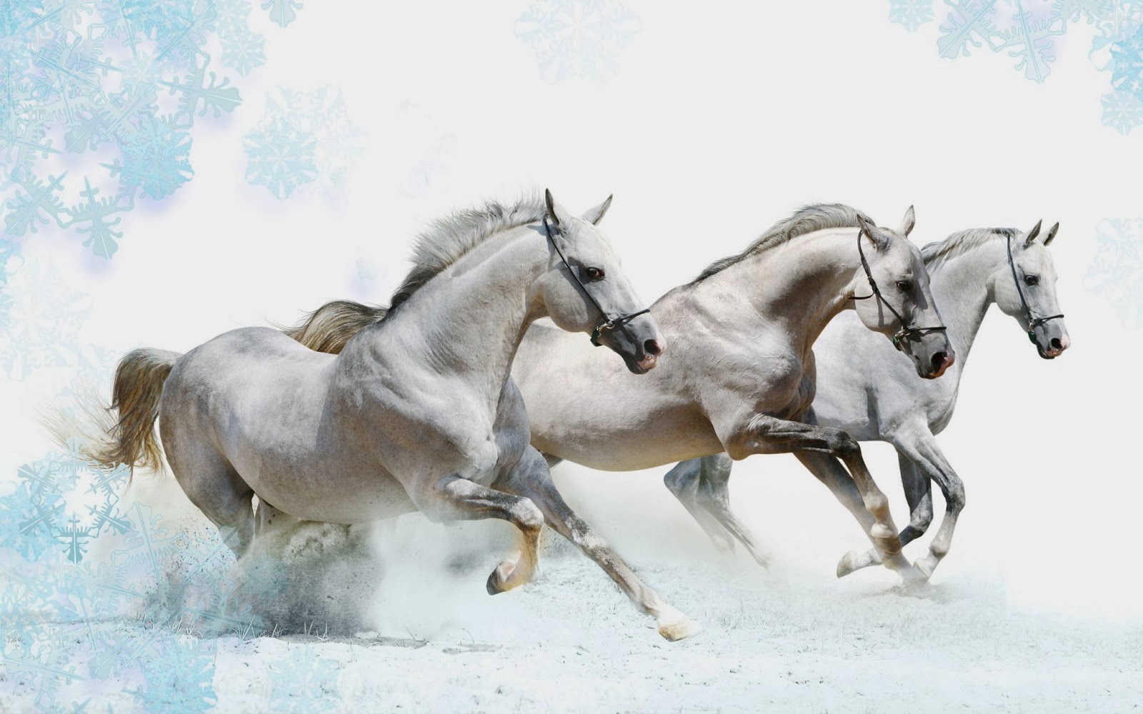 White Horse Wallpaper