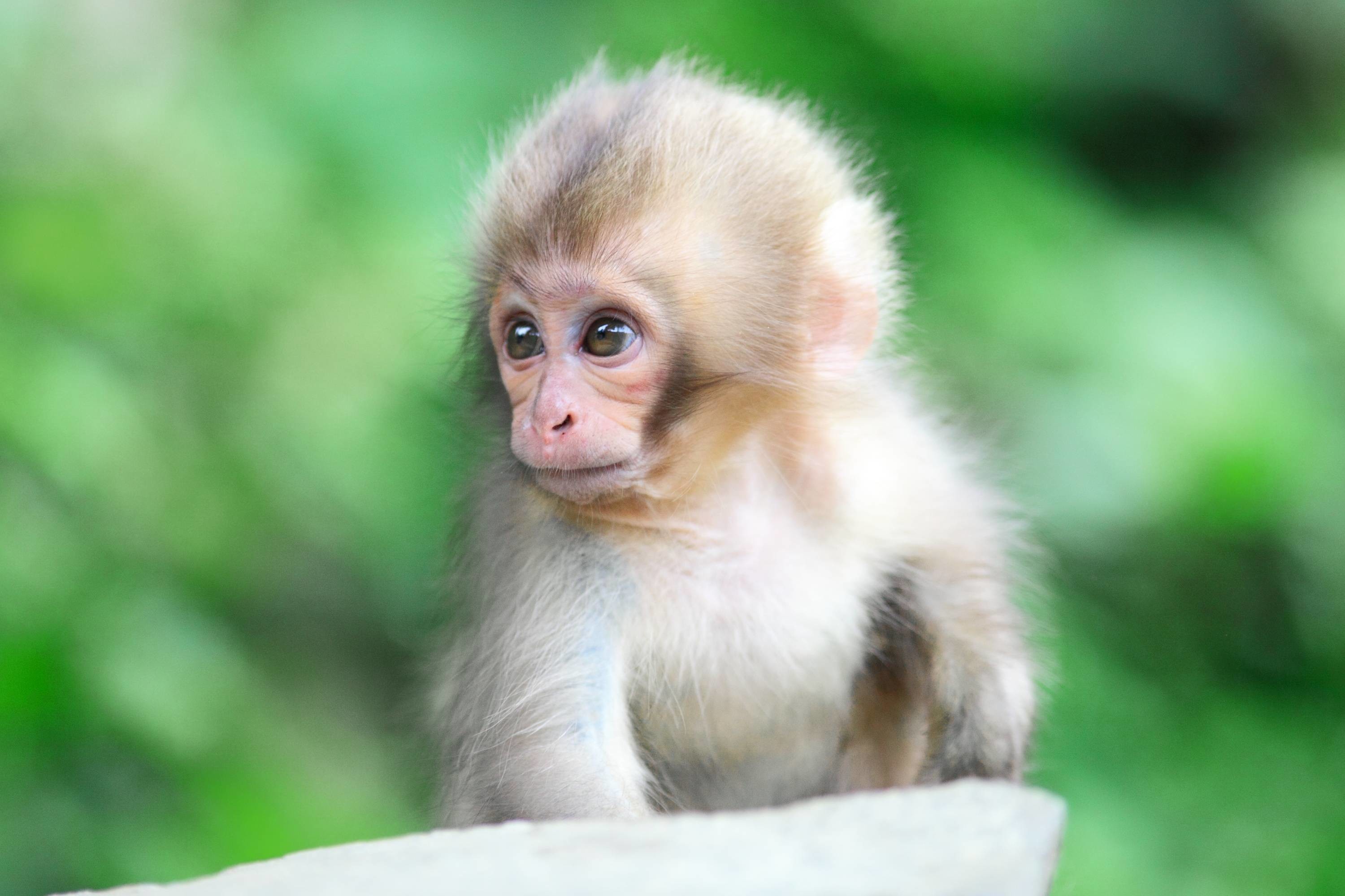 Free Download 66 Baby Monkey Wallpapers On Wallpaperplay 3000x00 For Your Desktop Mobile Tablet Explore 28 Cute Monkeys Wallpapers Cute Monkeys Wallpapers Wallpaper Monkeys Monkeys Wallpaper