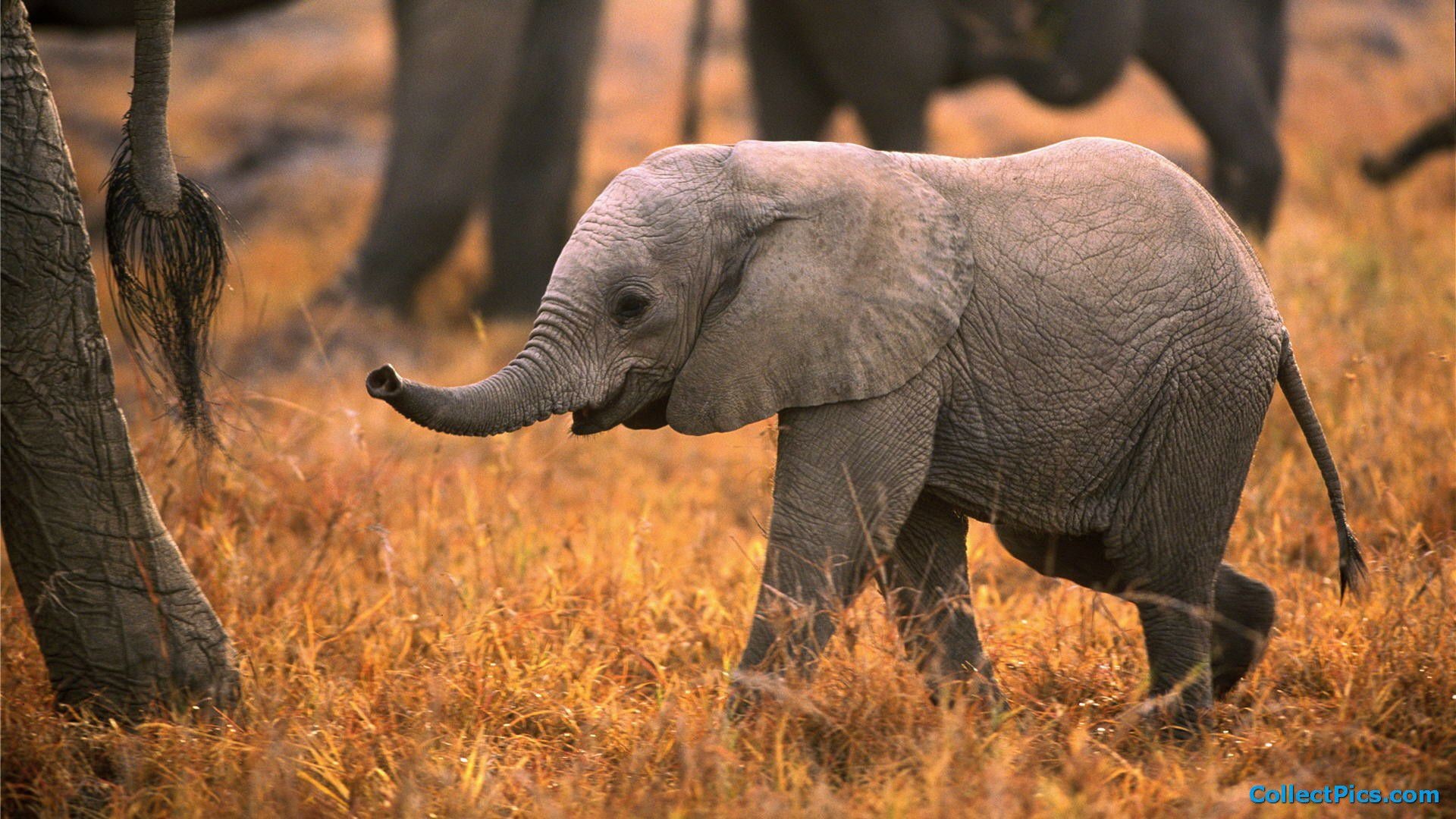 Lock Screen Wallpaper Elephant