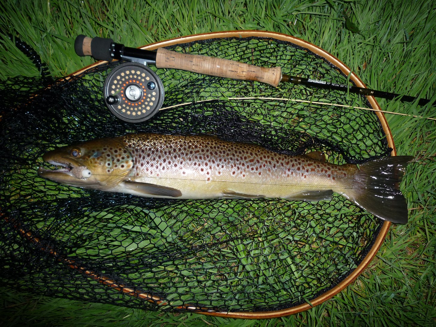 Sea Trout Fishing The Empress Of Fish And Ultimate For