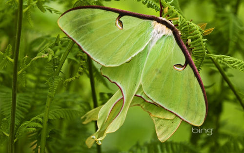 Bing Luna Moth Image For iPhone Blackberry iPad Screensaver