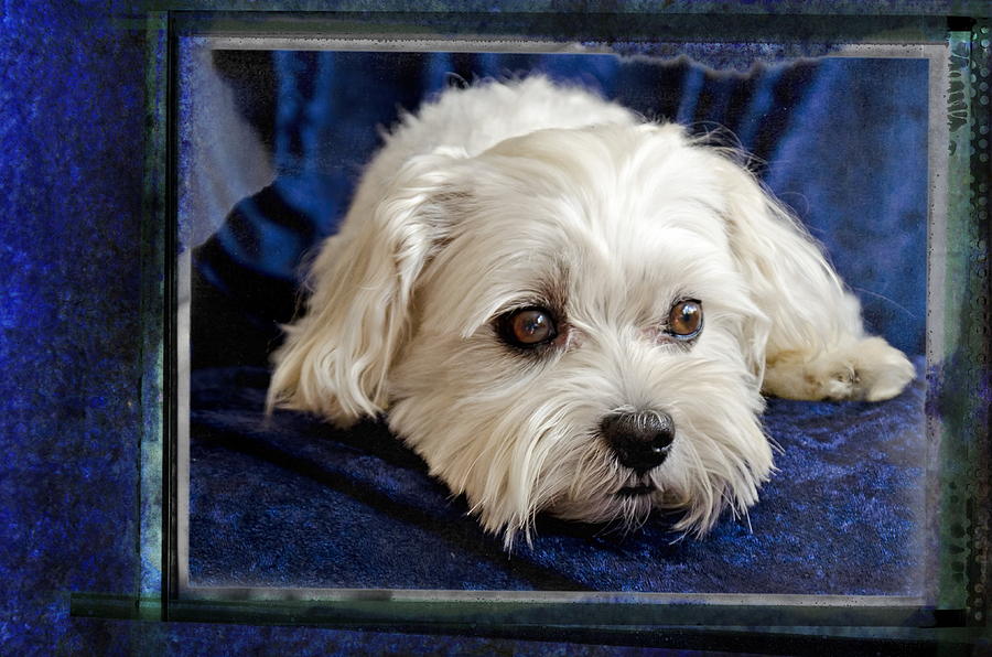The Maltipoo Bailey On A Blue Background Photograph By Harold