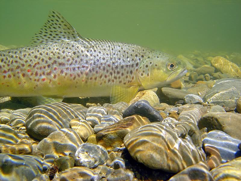 Brown Trout Wallpaper Picture