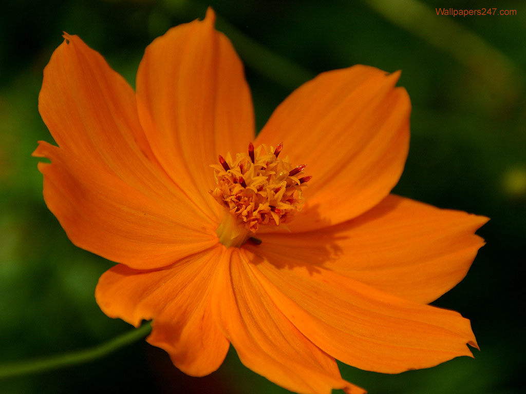 Orange Flower Wallpaper