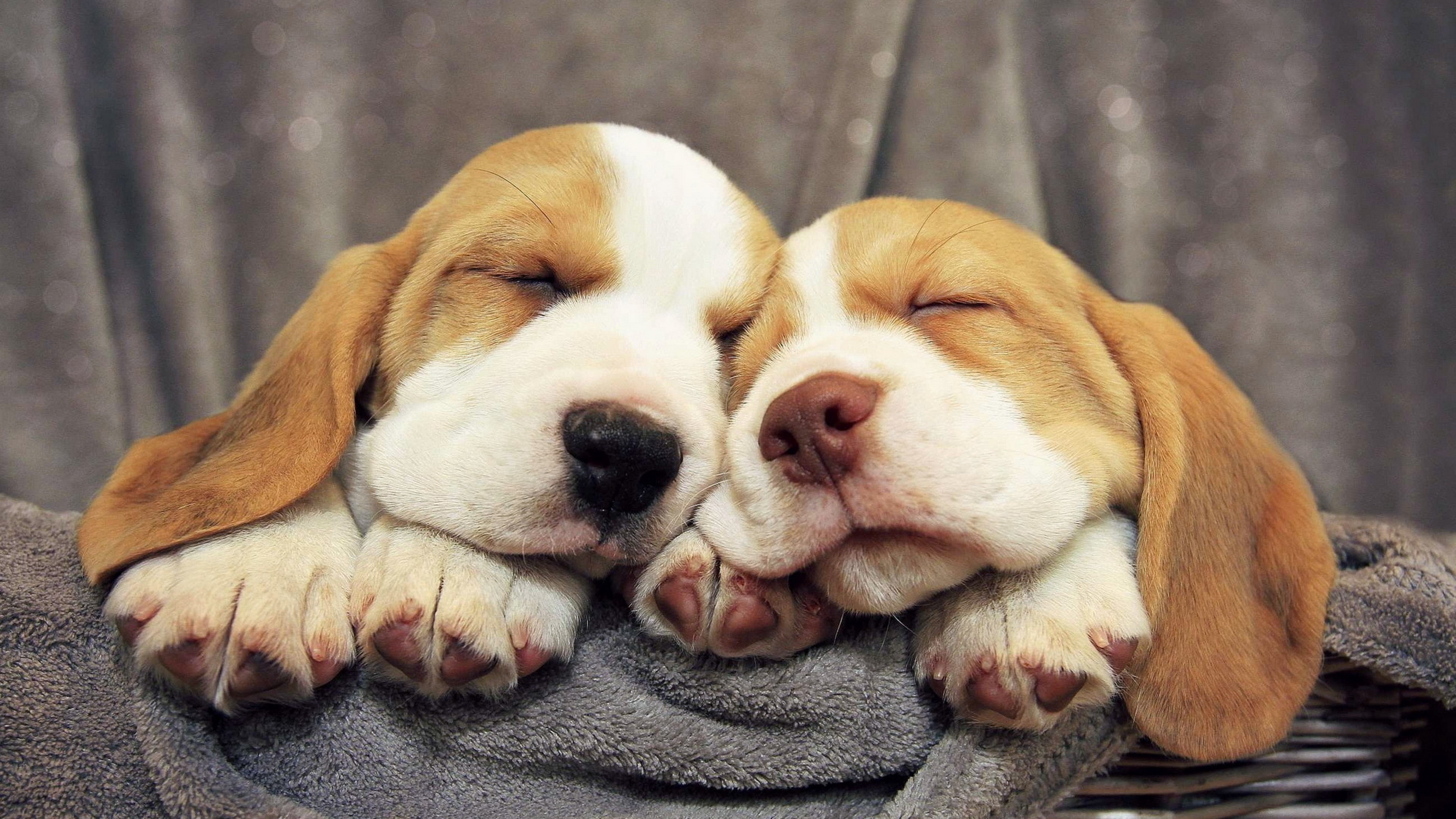 Free download Wallpaper 3840x2160 beagles puppies dogs 4K Ultra HD HD  Background [3840x2160] for your Desktop, Mobile & Tablet | Explore 31+  Beagle Screen Wallpaper | Beagle Wallpaper, Beagle Puppy Wallpaper, Beagle  Wallpaper Border