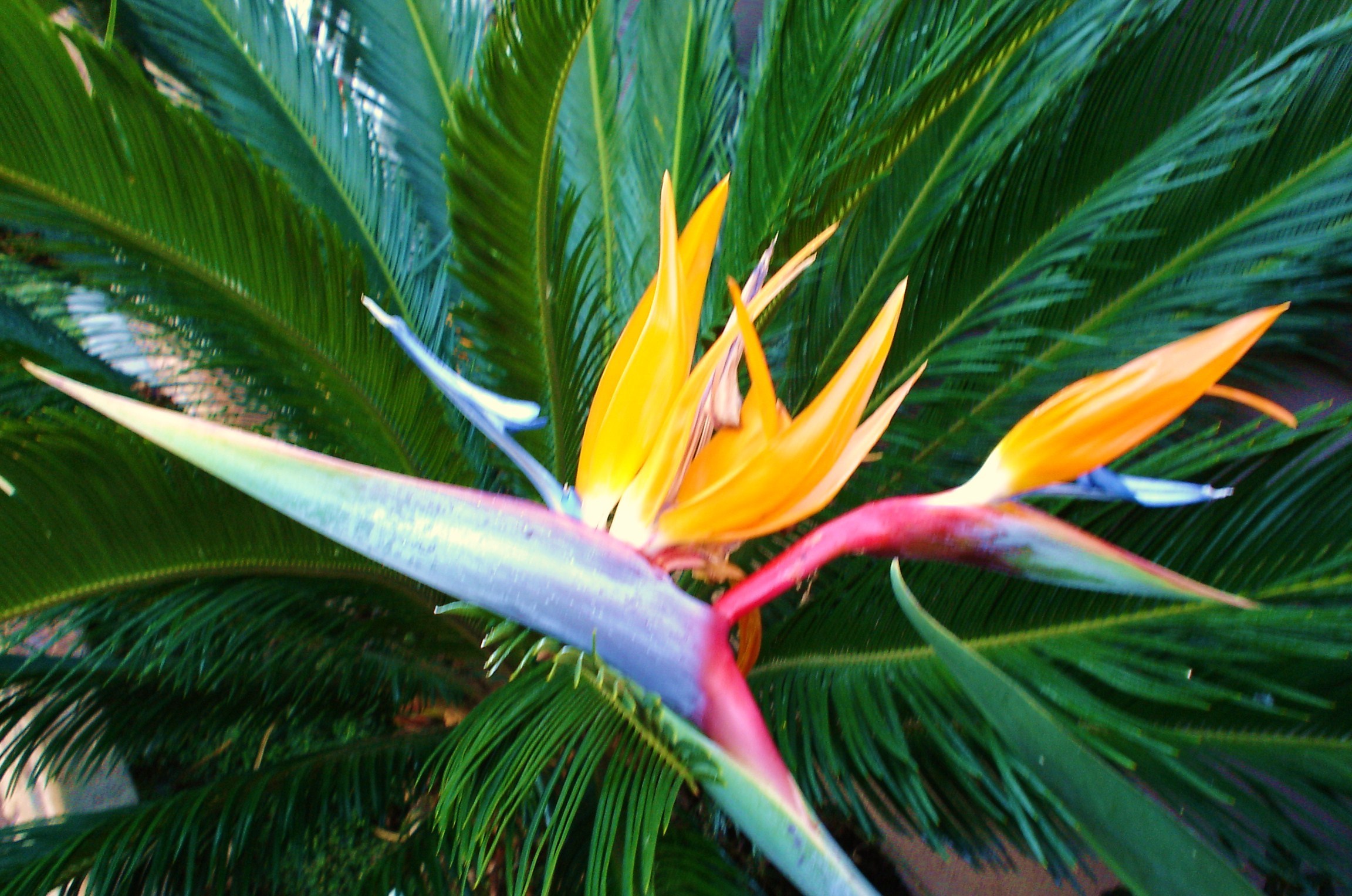 Bird Of Paradise Flowers Photo