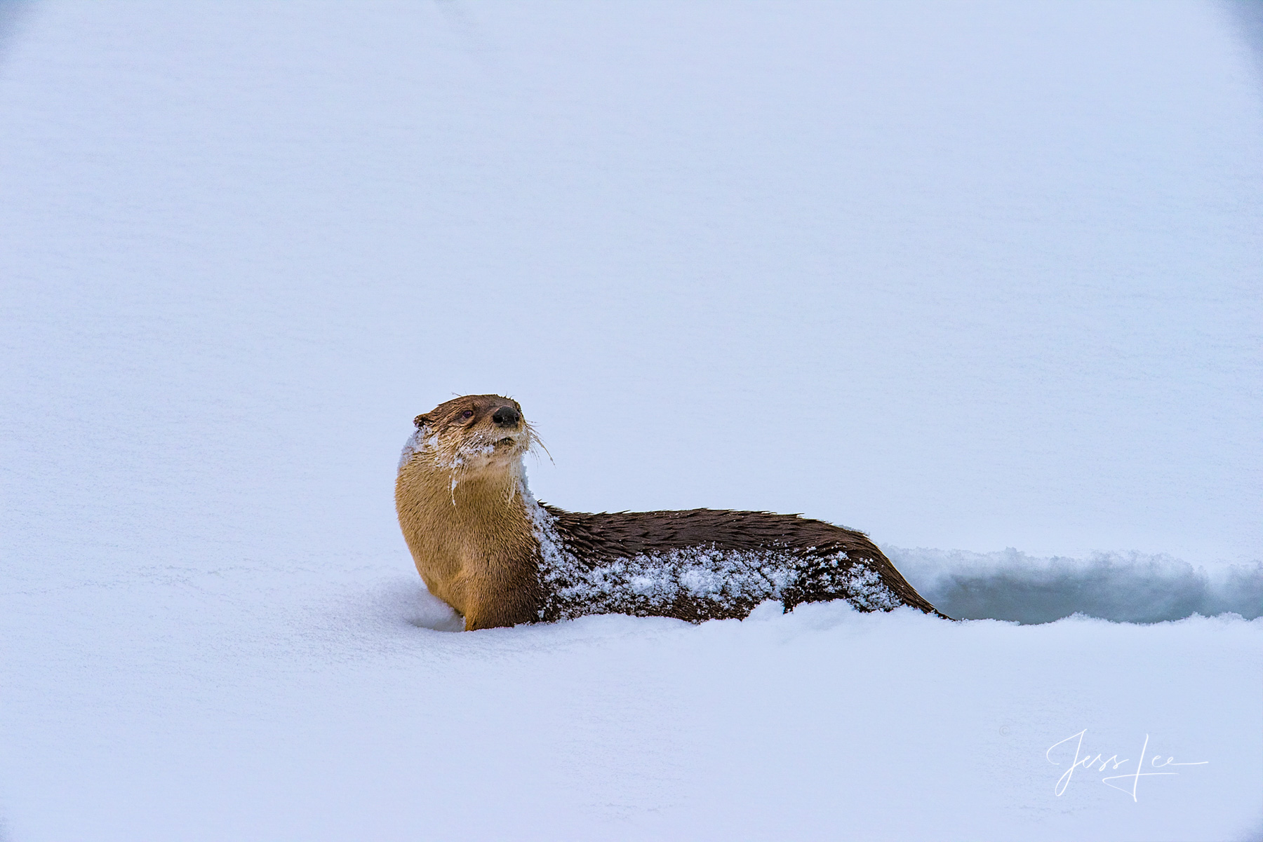 River Otter Slide Yellowstone Wyoming Jess Lee Photos