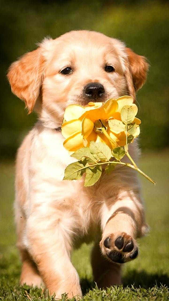 So Cute Wallpaper
