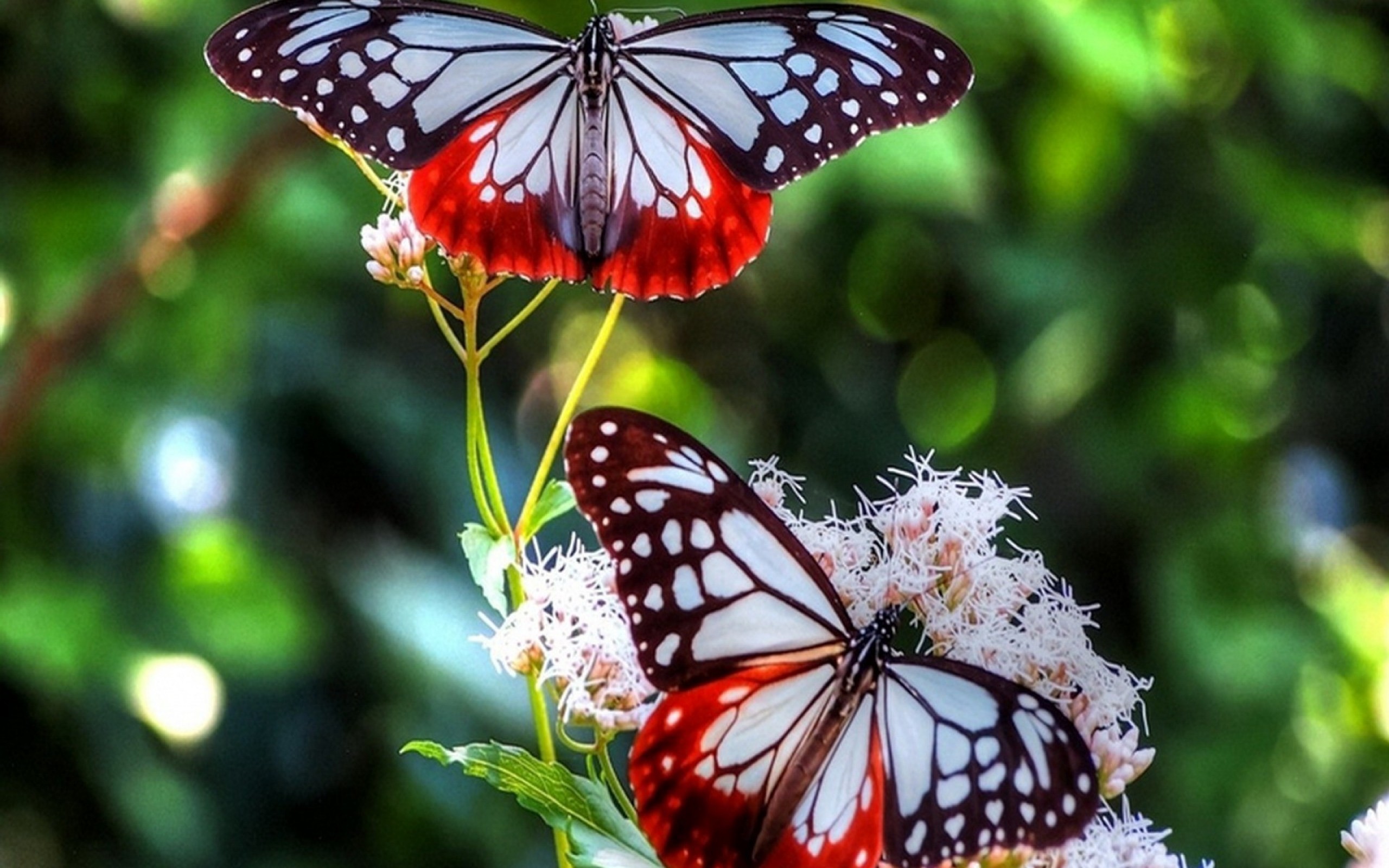 Red Blue Butterfly Wallpaper And Image Pictures